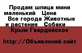 Продам шпица мини маленький › Цена ­ 15 000 - Все города Животные и растения » Собаки   . Крым,Гвардейское